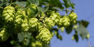 American_Hops_Conference-Hop_usage_growing