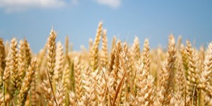 Barley-Back-Old-Grain-New-Brews