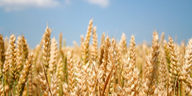 Barley-Back-Old-Grain-New-Brews
