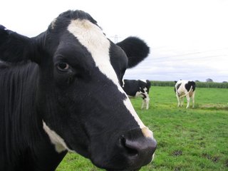Woodchuck sustainability cow