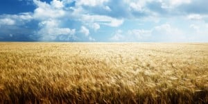 barley field blue sky