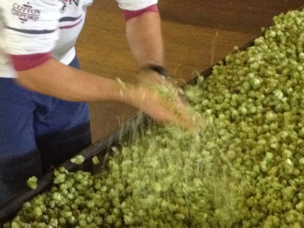 Hops - are they dry?