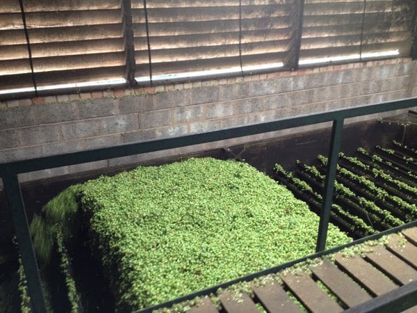Hops drying in the kiln