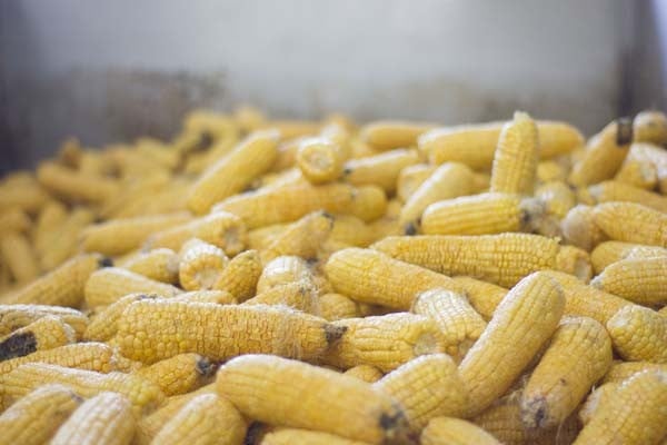 That crop of Wigrich Corn is ready to be shelled, floor malted and micro-malted for the first ever batch of Rogue Spirits Sweet Corn Bourbon.