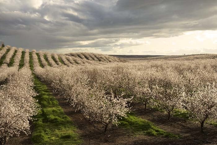 Where Rogue Farms bees are spending winter, among the almond blossoms of California.