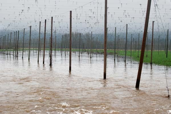 A major winter storm dumped several inches of rain on Rogue Farms just before Christmas Day, 2014.