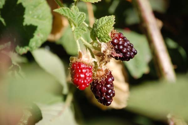Rogue Farms Marionberries