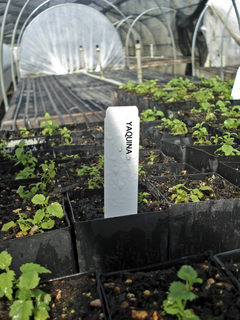 Yaquina Greenhouse hops Rogue Farms 