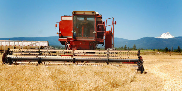 Rogue farms barley harvest malt