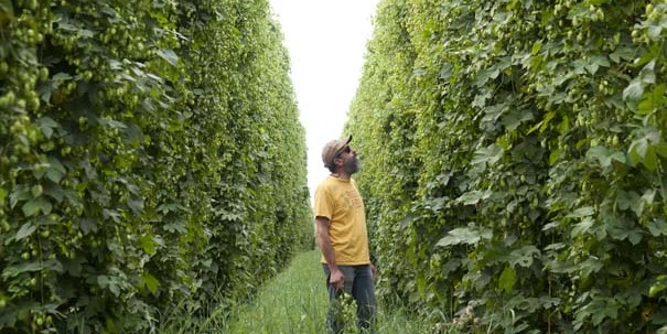 Rogue Brewmaster John Maier in the rows of Freedom Hops just before picking begins.