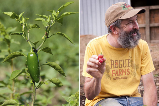 Left: The first pepper of our 2015 jalapeño crop. Right: John Maier picking peppers from an earlier harvest.