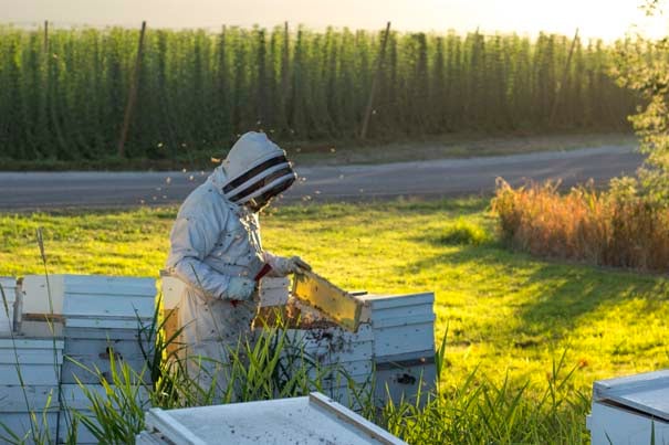 Inspecting the hives in Rogue's 1,200-acre apiary.