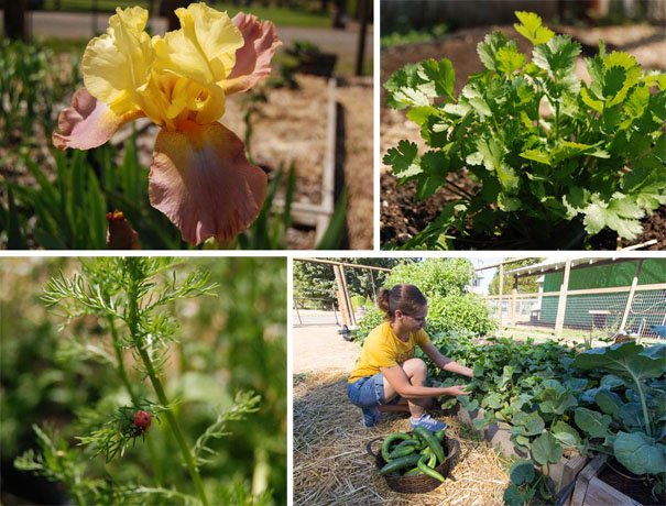 Clockwise from upper left: Rogue grows irises to harvest the rhizomes, called Orris Roots. The coriander plant grows seeds that are used in Rogue gin, the leaves are known as cilantro. Picking cucumbers in 2014. A ladybug protects our chamomile from aphids and other pests.