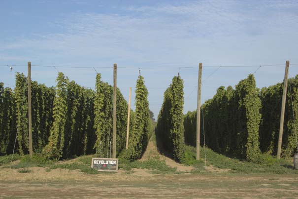 Rogue farms hops in July