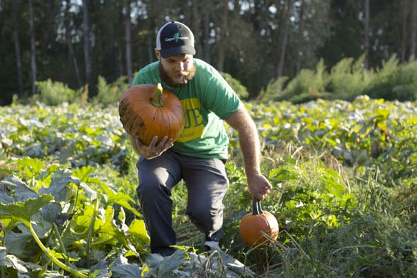 dream pumpkins rogue farms