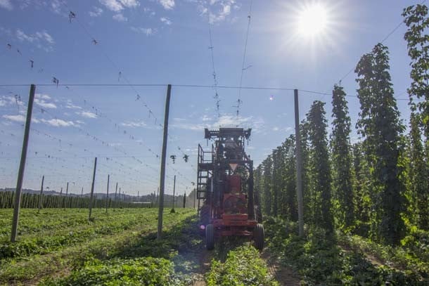 The harvest of Rogue Farms Freedom hops kicked off under a blazing sun.