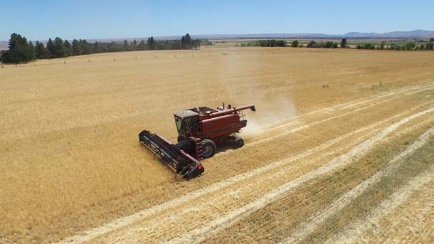 Rogue Farms Risk malt malting barley