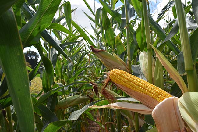 Corn Rogue Farms