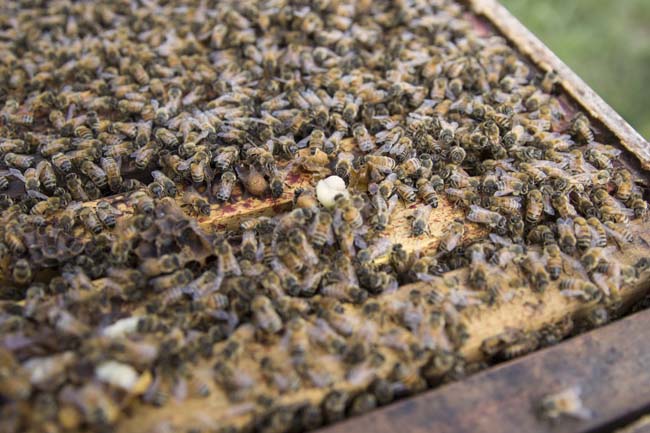 Rogue Farms bee colony