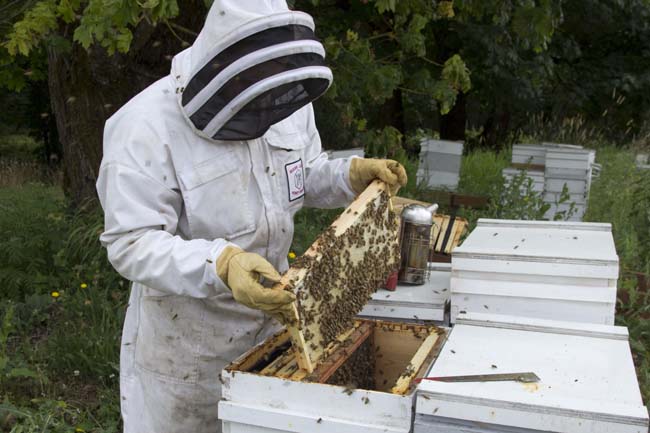 Rogue Farms bees