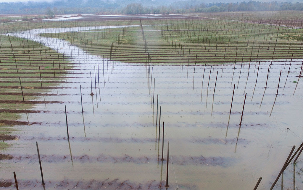 Floodwaters flow into the hop yard at Rogue Farms in Independence, Ore. 