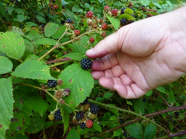 foraging for wild berries 
