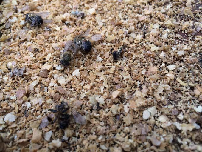 Rogue Farms dead bees 