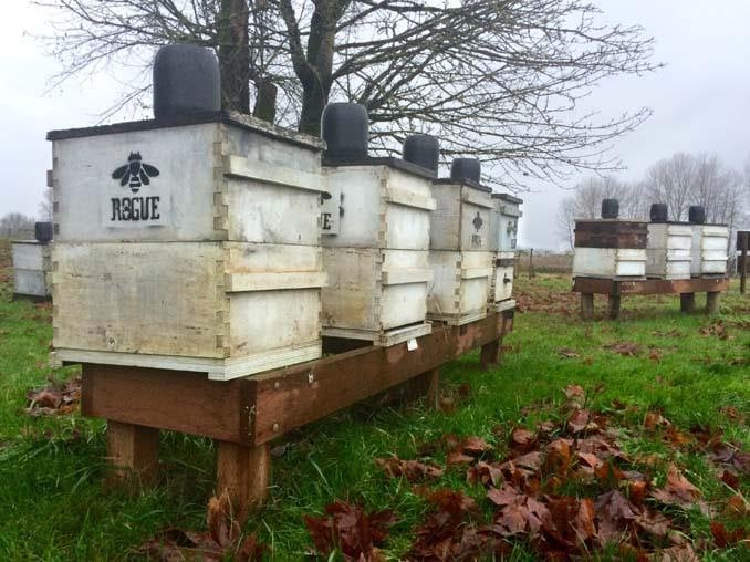Rogue Farms more bees