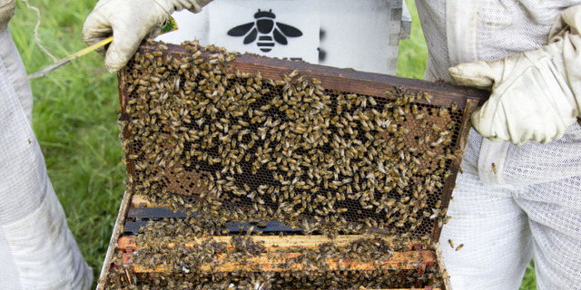 hive-splitting-051815-0053