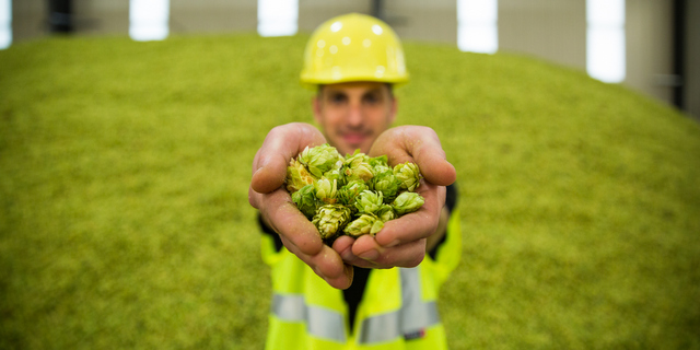 Founders hops cbb crop guy holding