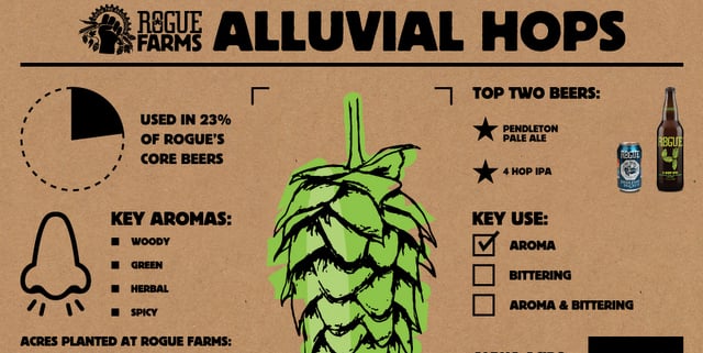 Alluvial Hops_Infographic Rogue cbb crop