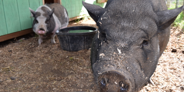 pigs at Rogue Farms cbb crop