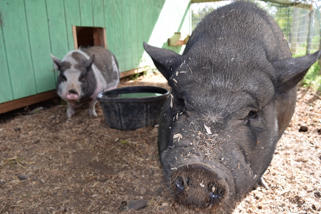 Rogue Farms pigs