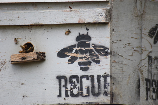 Rogue Farms bees