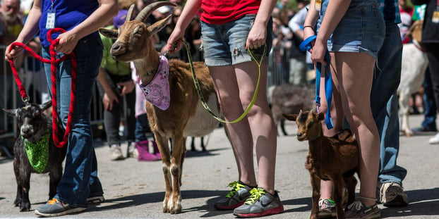 bockfest goat race