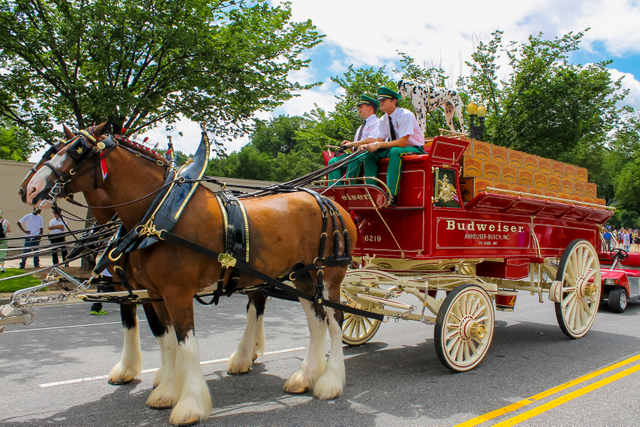 Budweiser horses carriage 