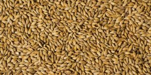 malted barley cbb crop