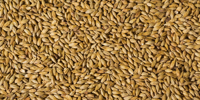 malted barley cbb crop
