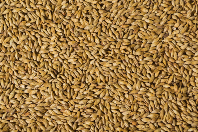 malted barley