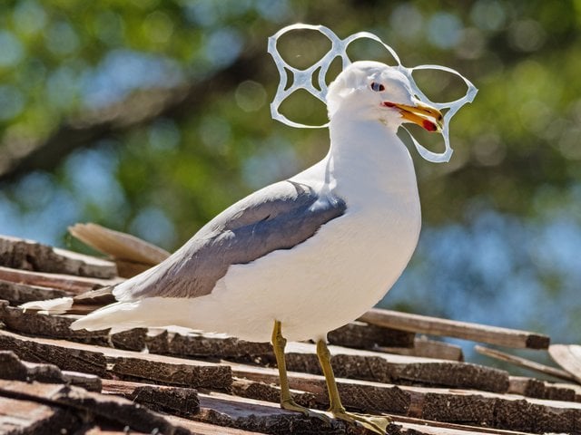 plastic-six-pack-and-wildlife-seagull