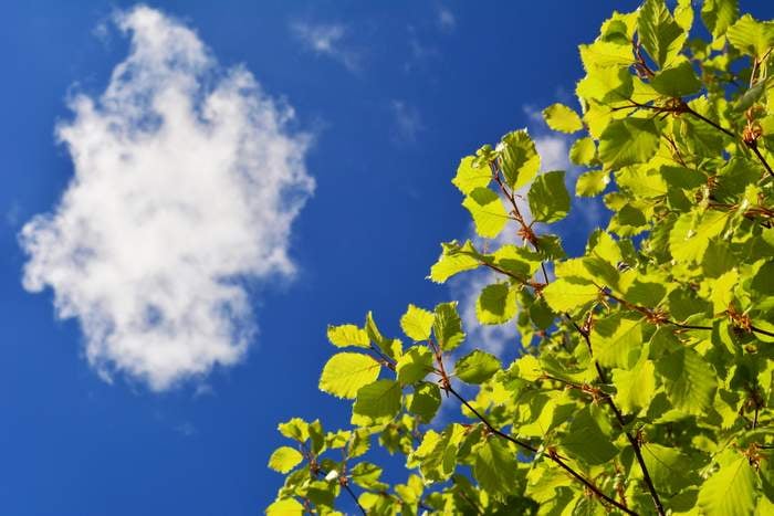 Looking up into the blue sky with one cloud from underneath a tree with new spring leaves