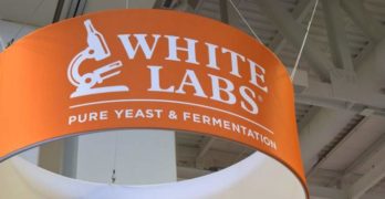 white labs yeast