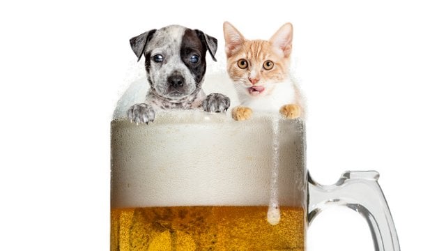 dog cat beer 