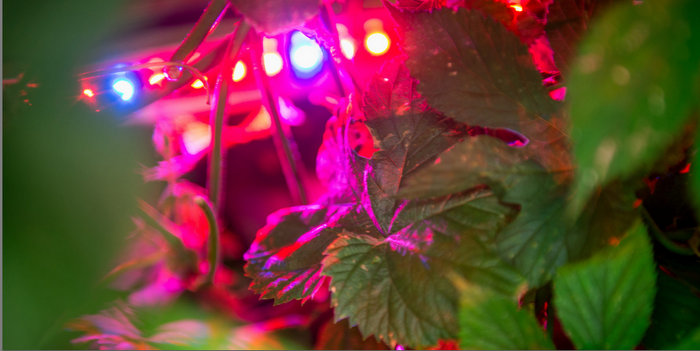 hops LED lights