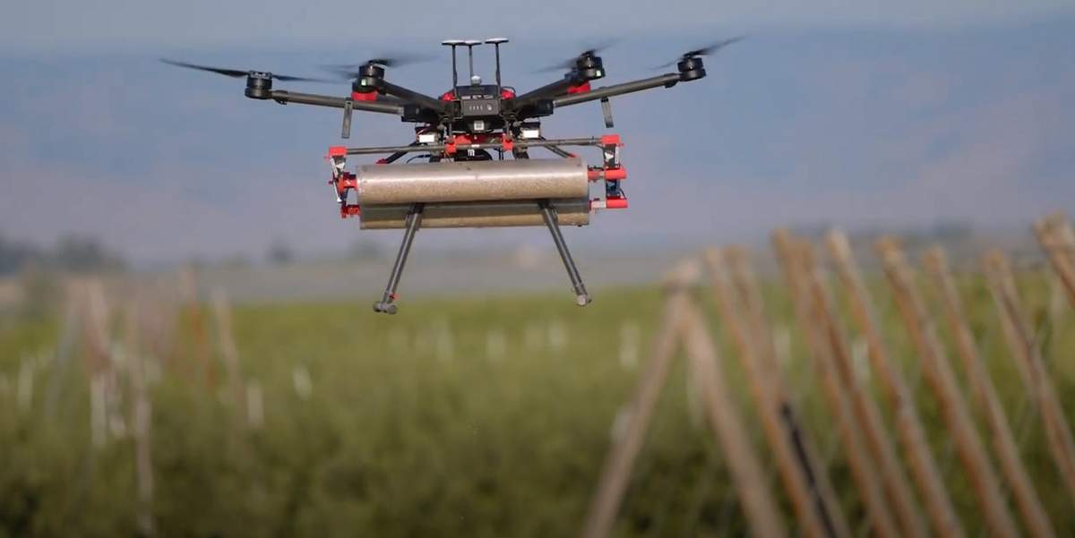 Watch a drone release insects over hop yards for sustainable pest control in this Yakima Chief Hops video series