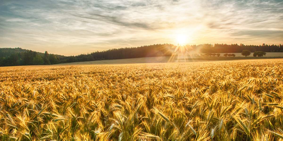 Barley field in the sun