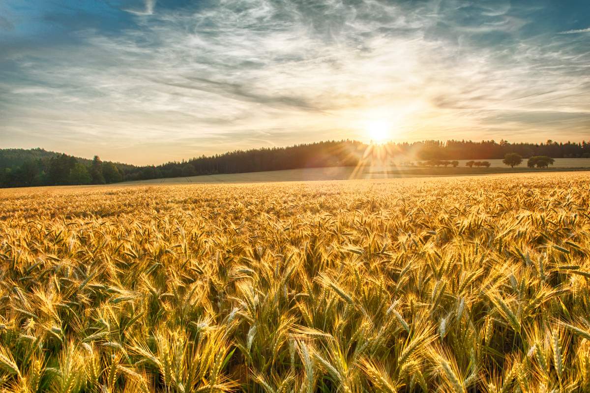 Barley field in the sun