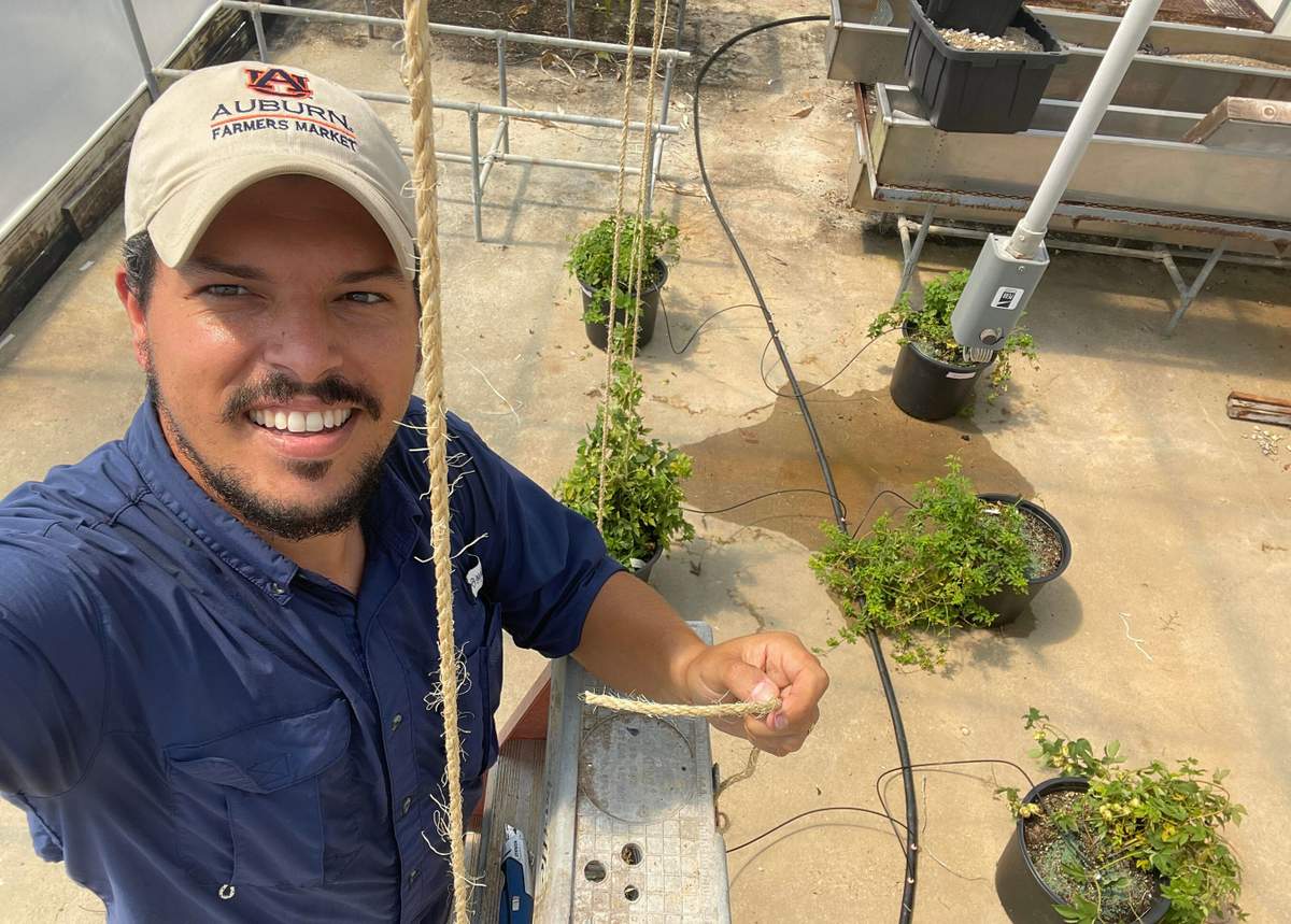 Andre da Silva, an assistant professor in the Department of Horticulture in Auburn University's College of Agriculture, is conducting cutting-edge research on ways to grow hops in Alabama.