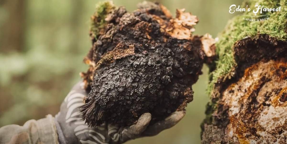 Eden's Harvest Unveiled Discover the Chaga Beer Revolution
